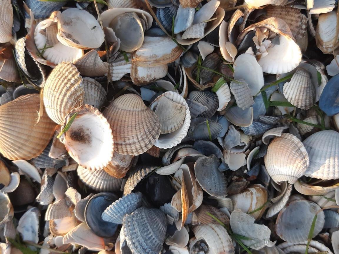 فيلا Waddenfestijn Paesens المظهر الخارجي الصورة